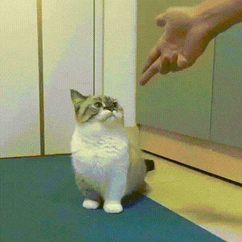 8c6cb37af69411bde610a27587e13043.gif