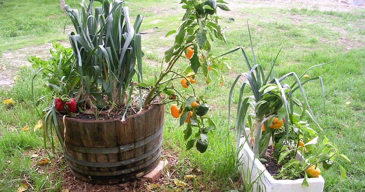 Pragmatic Sustainability Container planting