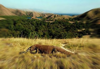 Komodo National Park