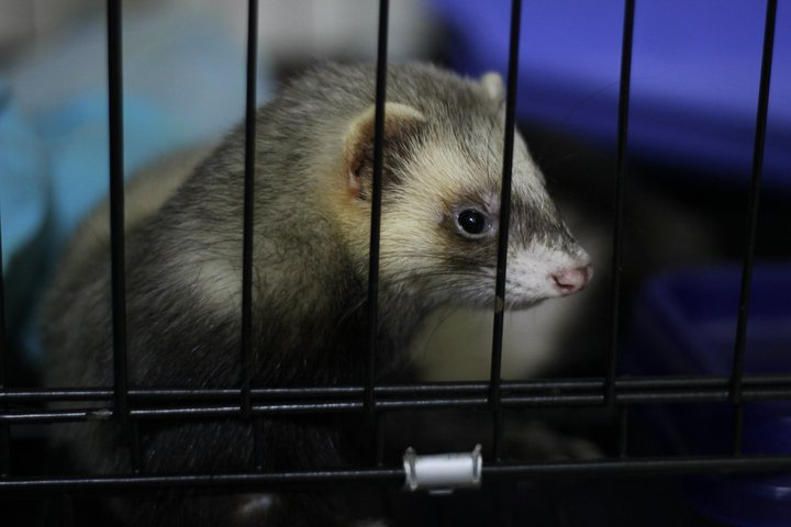 Exotic Wonderland ADORABLE FERRETS FOR SLAE Exotic Wonderland ADORABLE FERRETS FOR SLAE