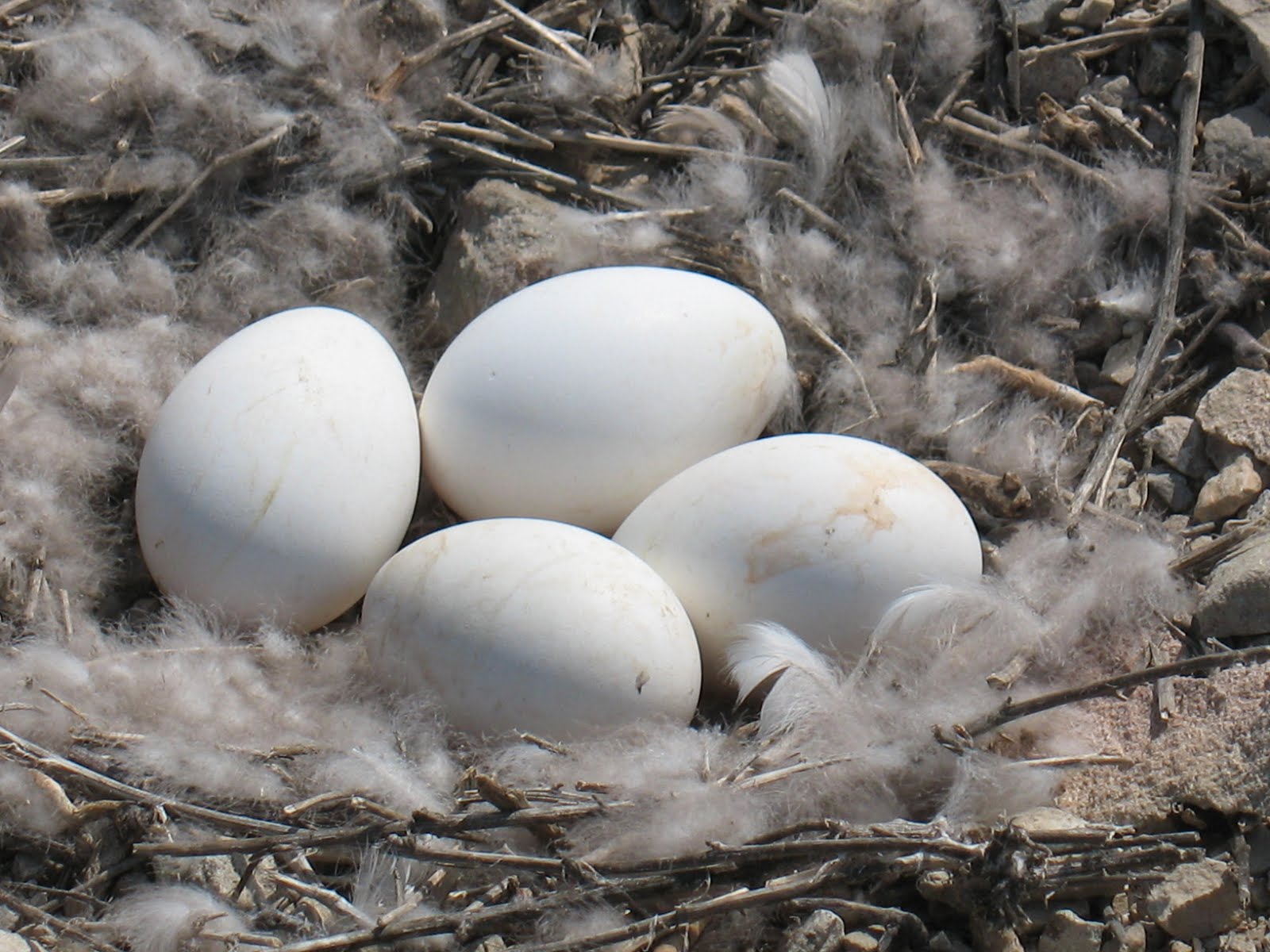 Artsy Endeavors: Animal Wednesday - Canada Goose Nests and Gosling