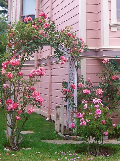 Rosas corderosa em uma casa rosa! Rosas corderosa em uma casa rosa!