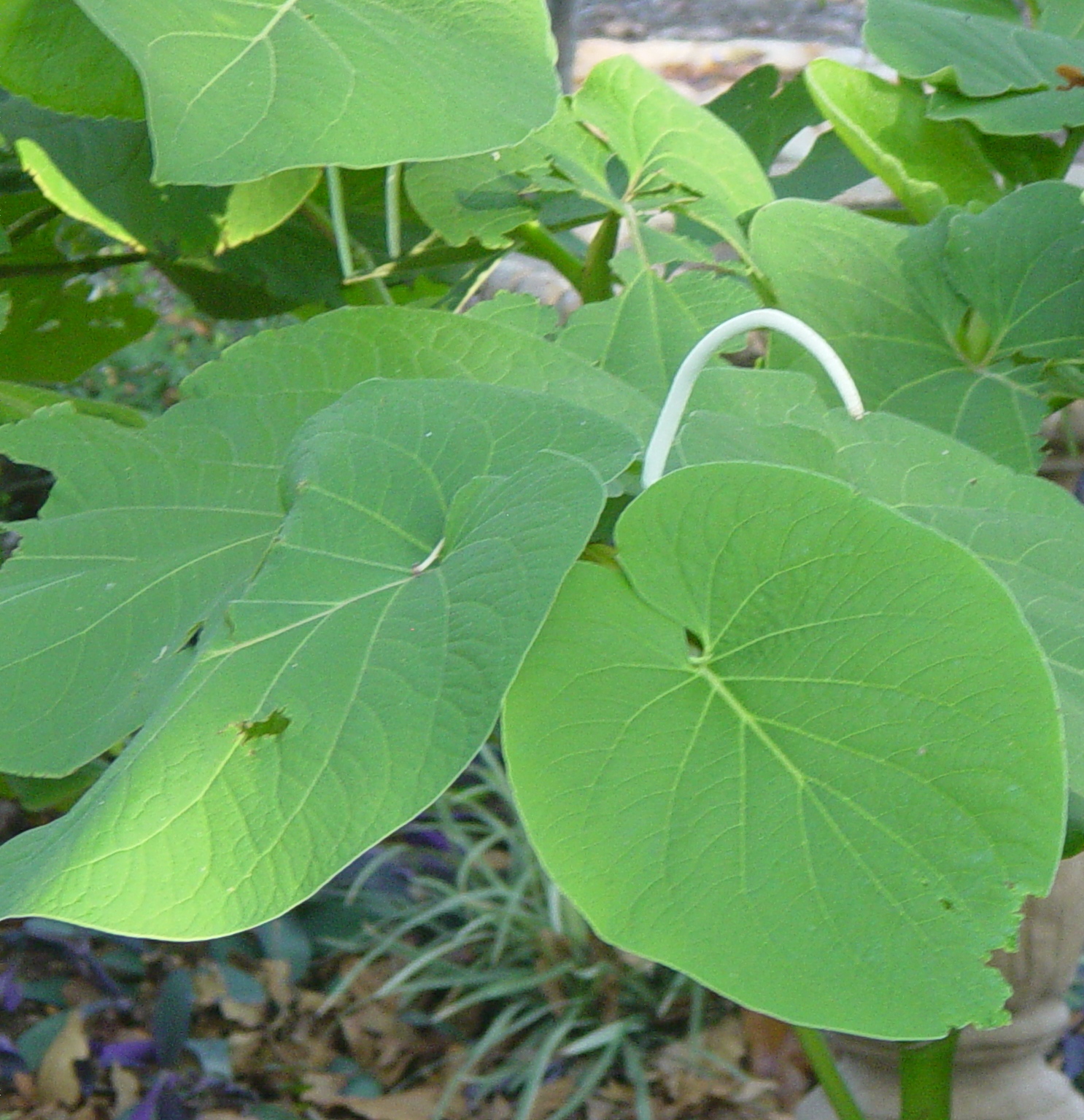 Garden Ally No Frozen Root Beer Here