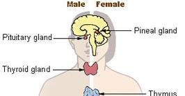 Endocrine Glands & Their Hormones |APPSC Material, Group 1 Group 2