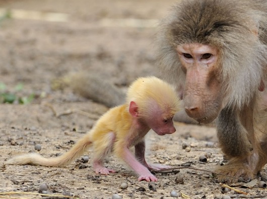 Baboon But
