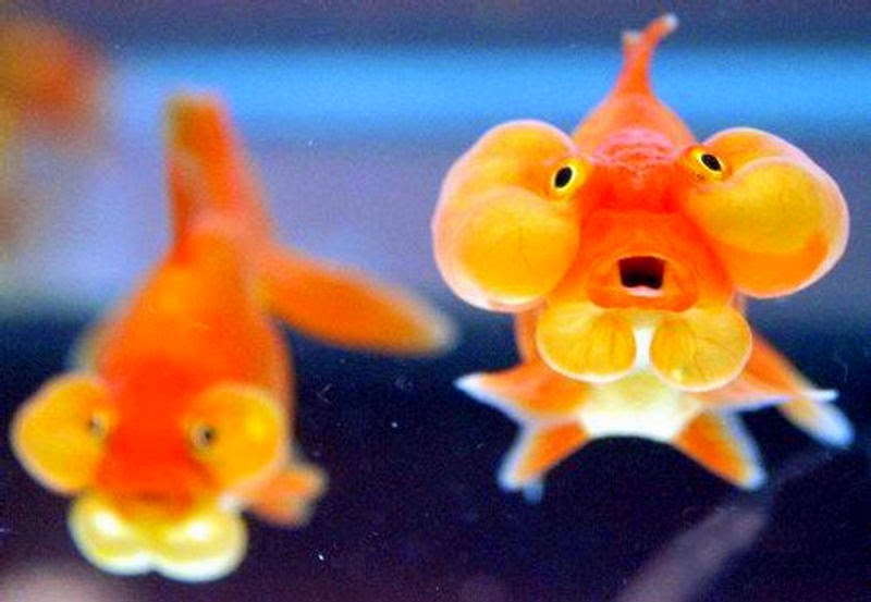 Bubble Eye Goldfish Diet