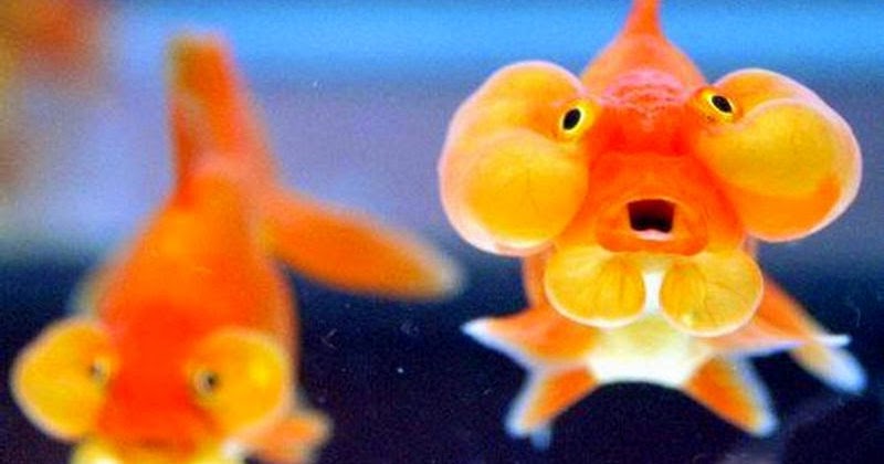 Funny Goldfish Bubble Eye Fun Animals Wiki, Videos