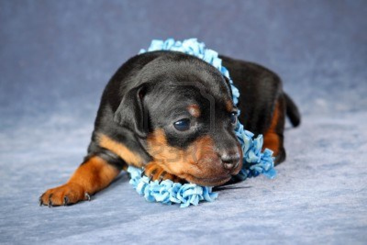 mini pin puppy miniature pinscher puppies miniature pinscher 28 images puppy pictures 007 mini pin puppy miniature pinscher puppies miniature pinscher 28 images puppy pictures 007