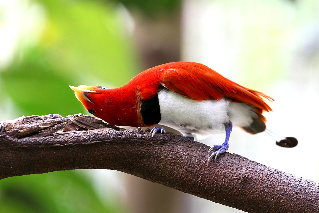 Cendrawasih Raja King Bird Of Paradise Cicinnurus Regius Cendrawasih Raja King Bird Of Paradise Cicinnurus Regius
