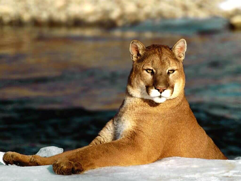 il puma il puma