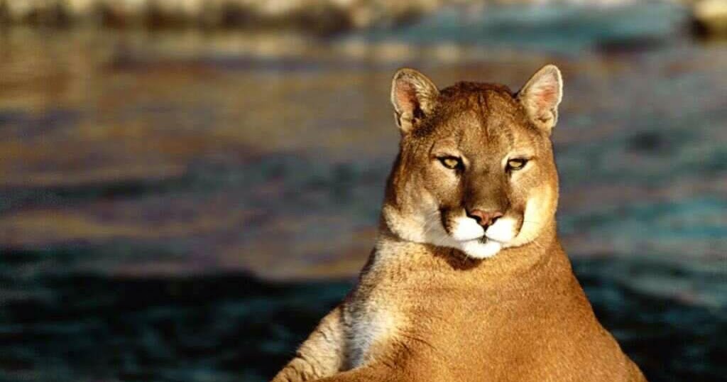 IlRegnodeiFossili Il puma detiene il record "salto in alto" tra tutti