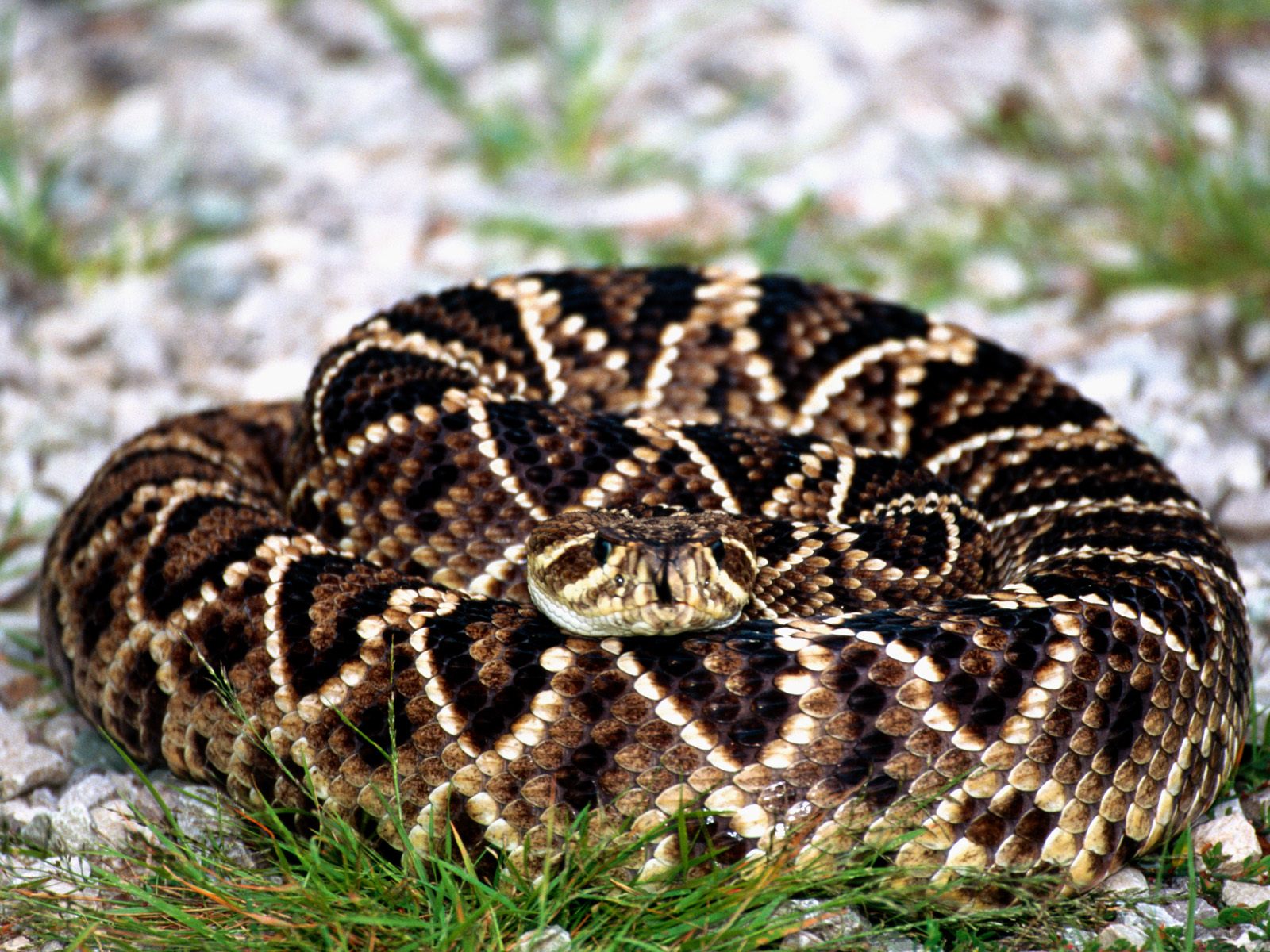 Diamondback Rattlesnake Pattern