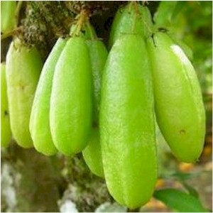 kamias or bilimbi health benefits of kamias