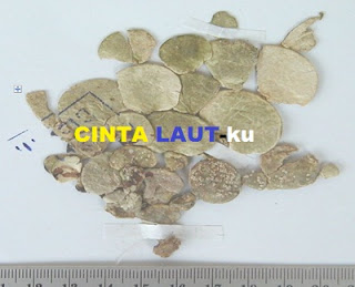 macroloba seaweed