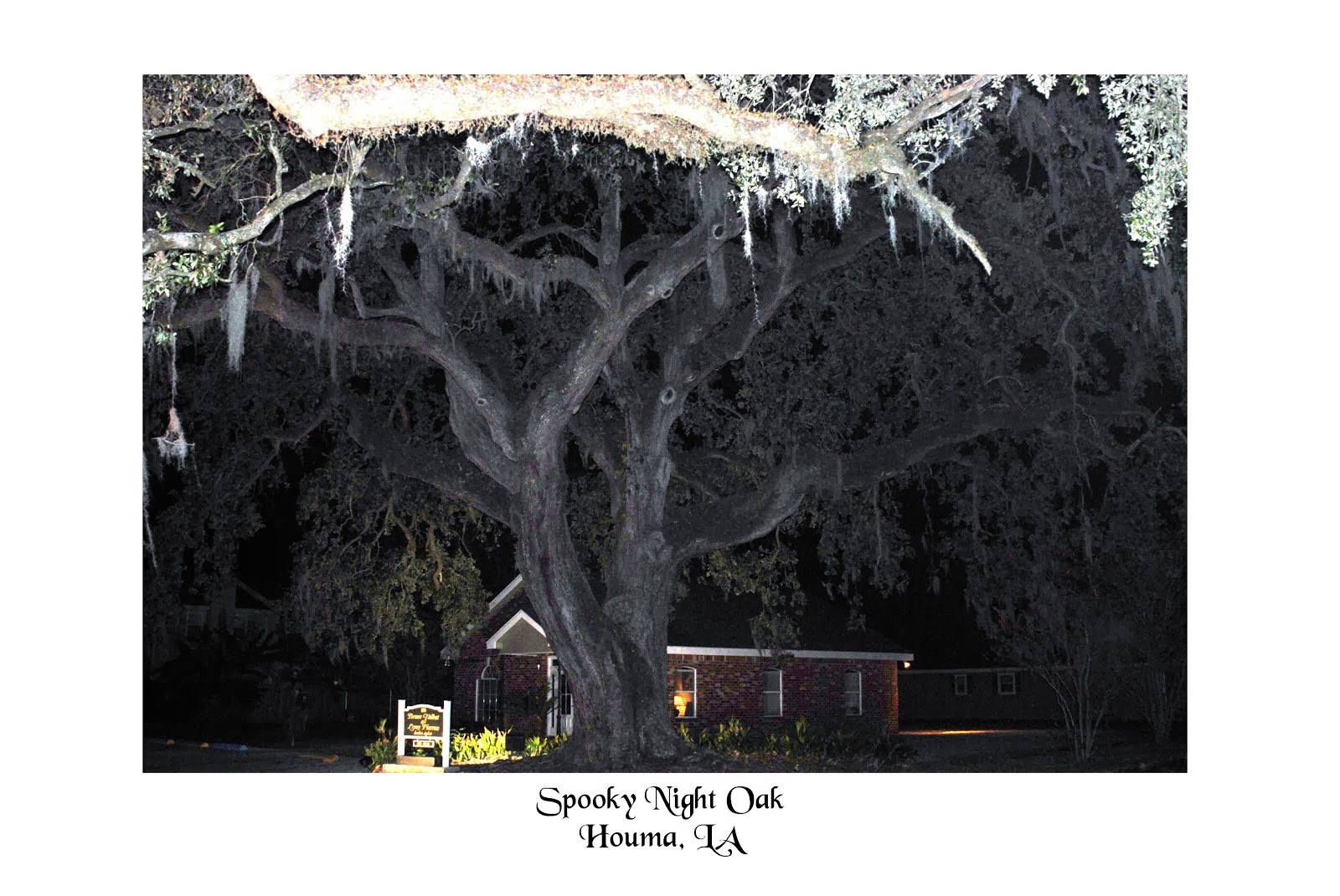 Spooky Night Oak