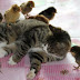 Kucing Ini Mengasuh 30 Anak Ayam