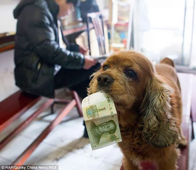 El perro que pide dinero... y se va de compras. 