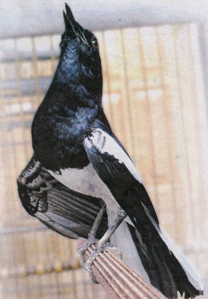 download suara burung download suara burung