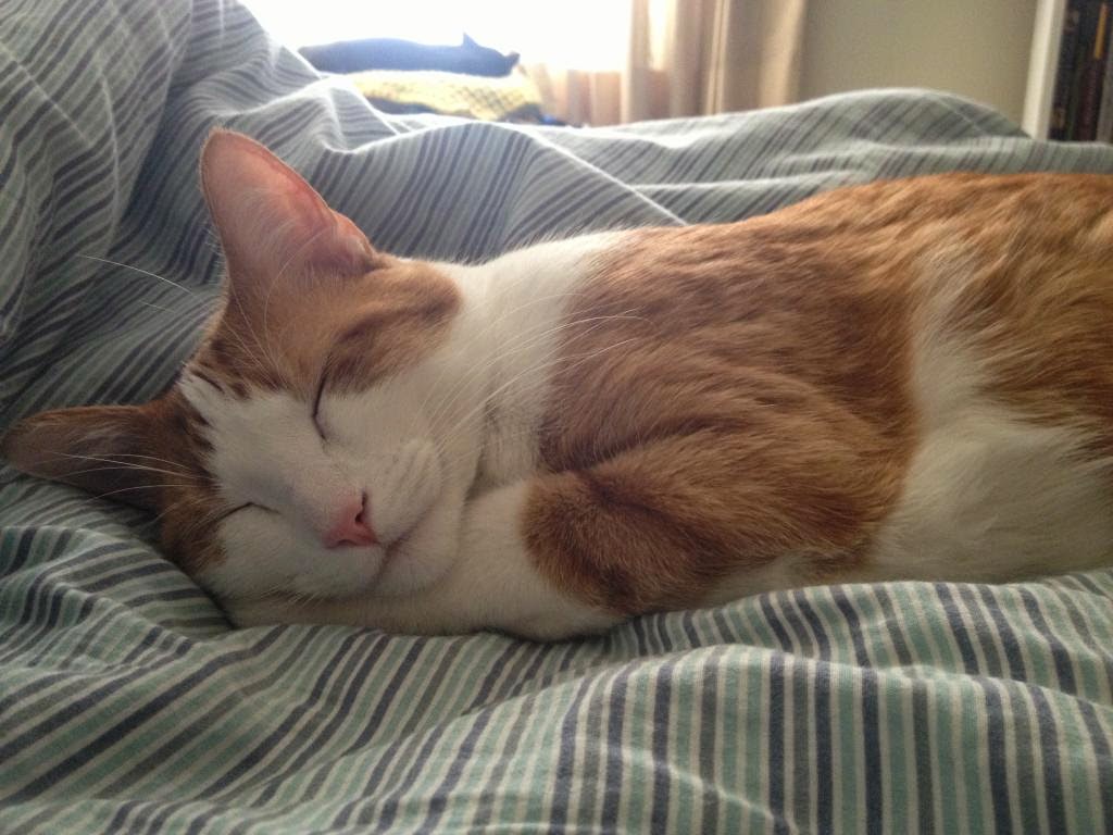 Funny cats - part 96 (40 pics + 10 gifs), cat pictures, sleeping cat