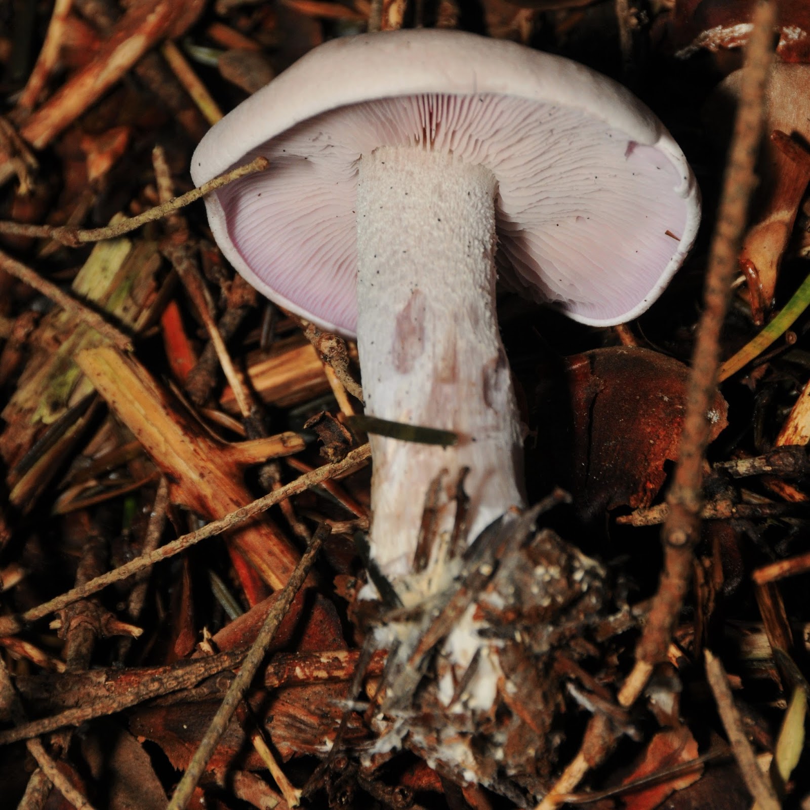 site de rencontre glauque