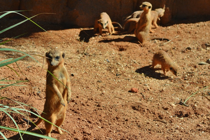 Life With 4 Boys An Interactive Animal Experience at The Brevard Zoo 