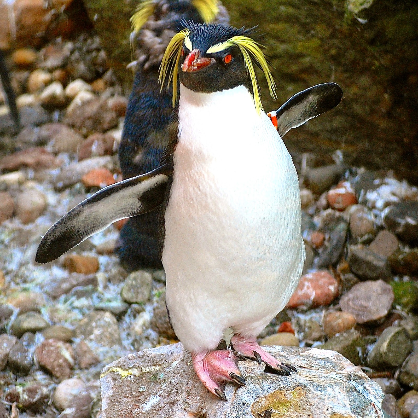 Northern Rockhopper penguin at Edinburgh Zoo