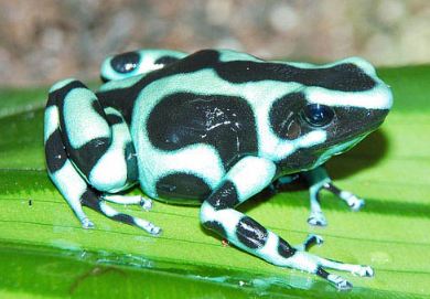 kobe poison dart frog
