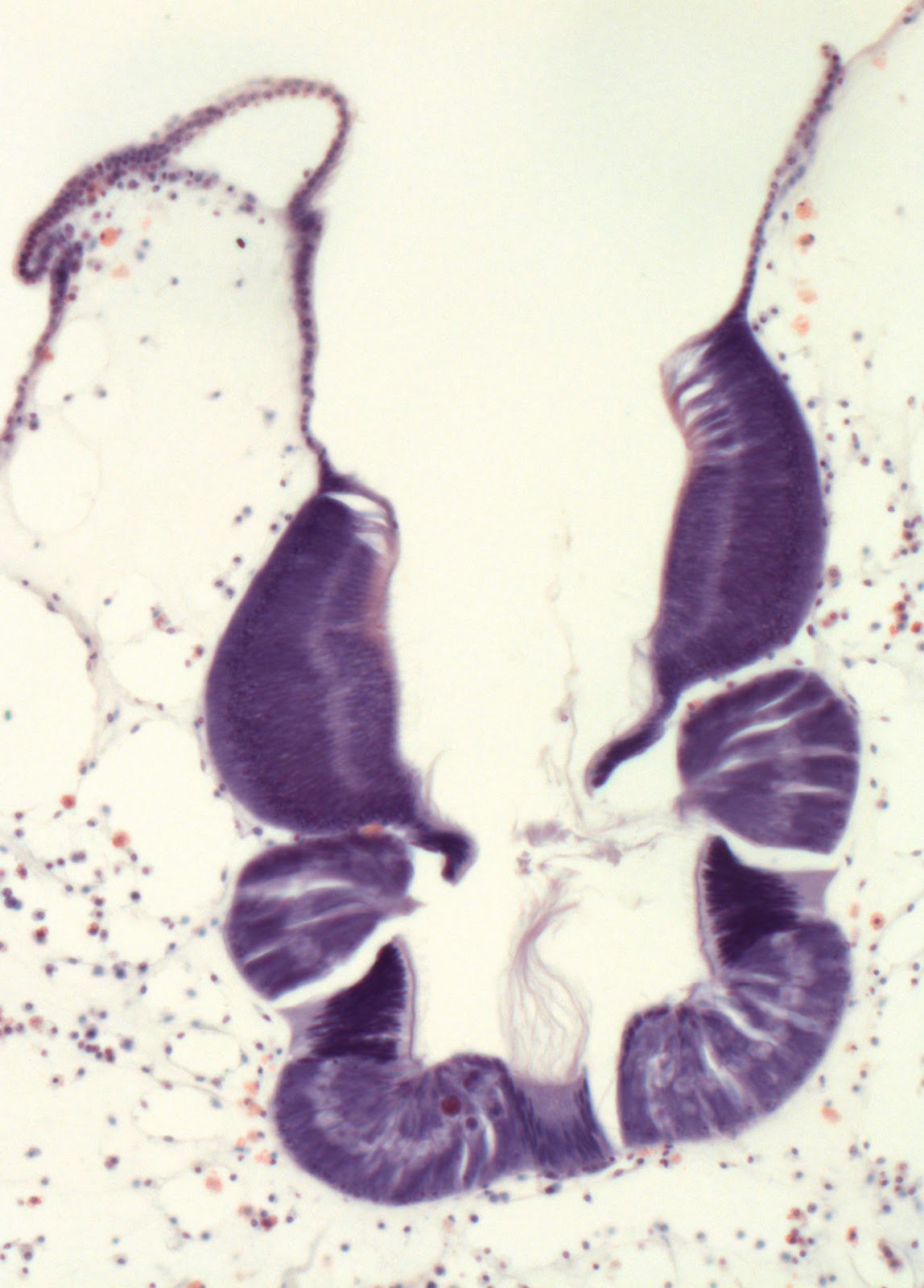Harbor Watch Ascidian Filter Feeding Mechanism