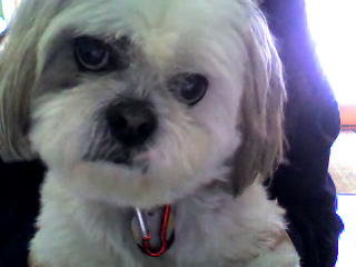 Our furry family members and their gift of unconditional love....... Video+call+snapshot+19 Our furry family members and their gift of unconditional love.......