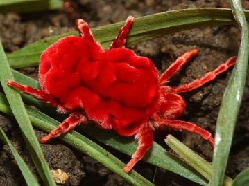 Red Velvet Bug