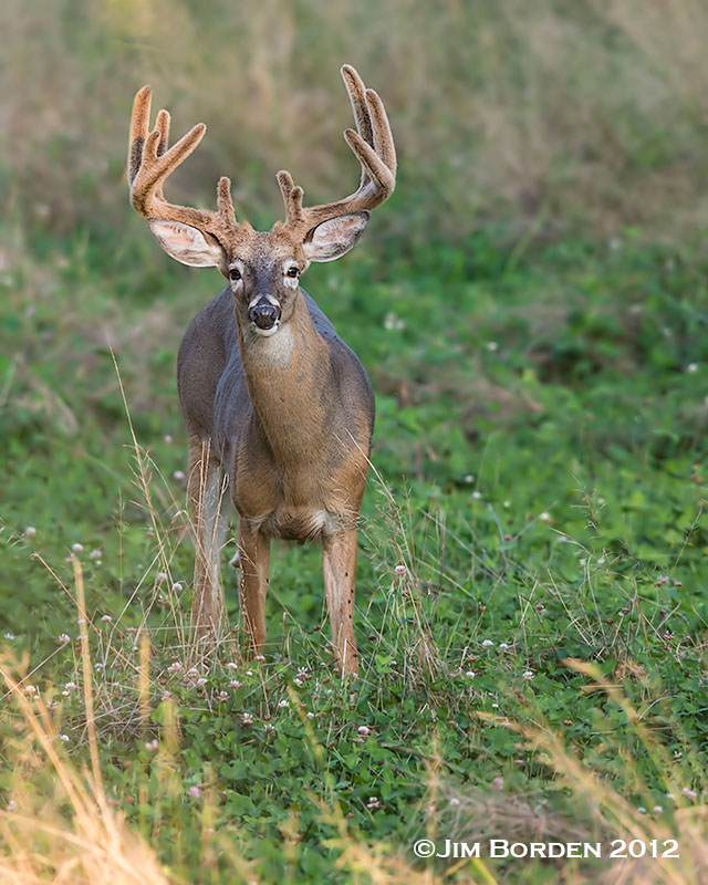 JJ Wildlife Photography Pennsylvania Buck
