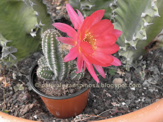 Chamaecereus silvestrii (flor)