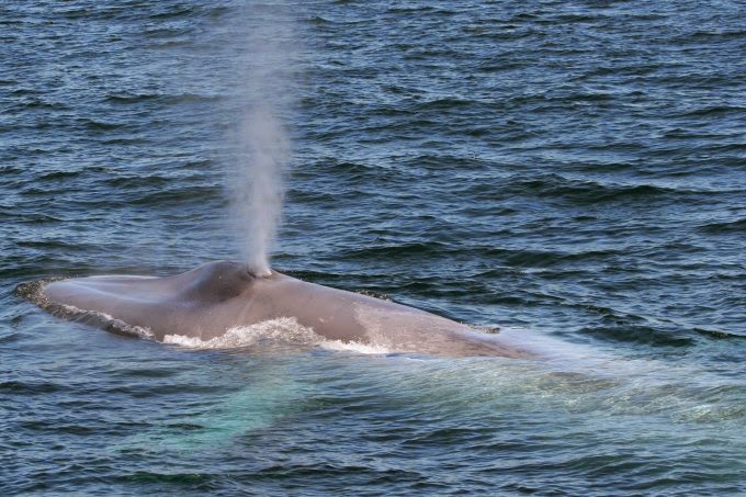 maltraitance baleines a mirissa au sri lanka