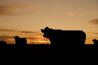 Cattle Sunset
