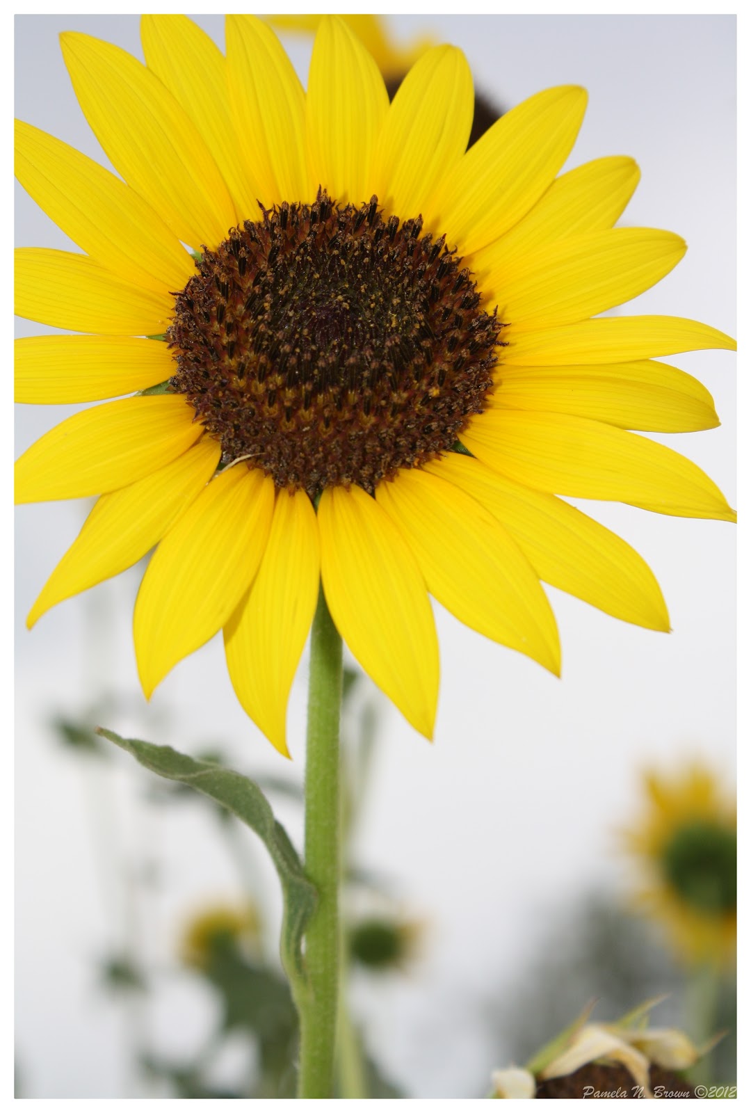 Sunflowers & Rain Pammy's World