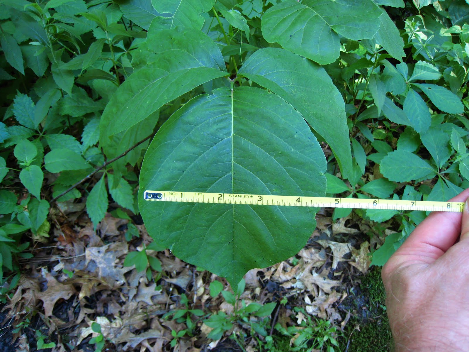 Minnesota Bushcraft Minnesota�s Favorite Nasty Plant