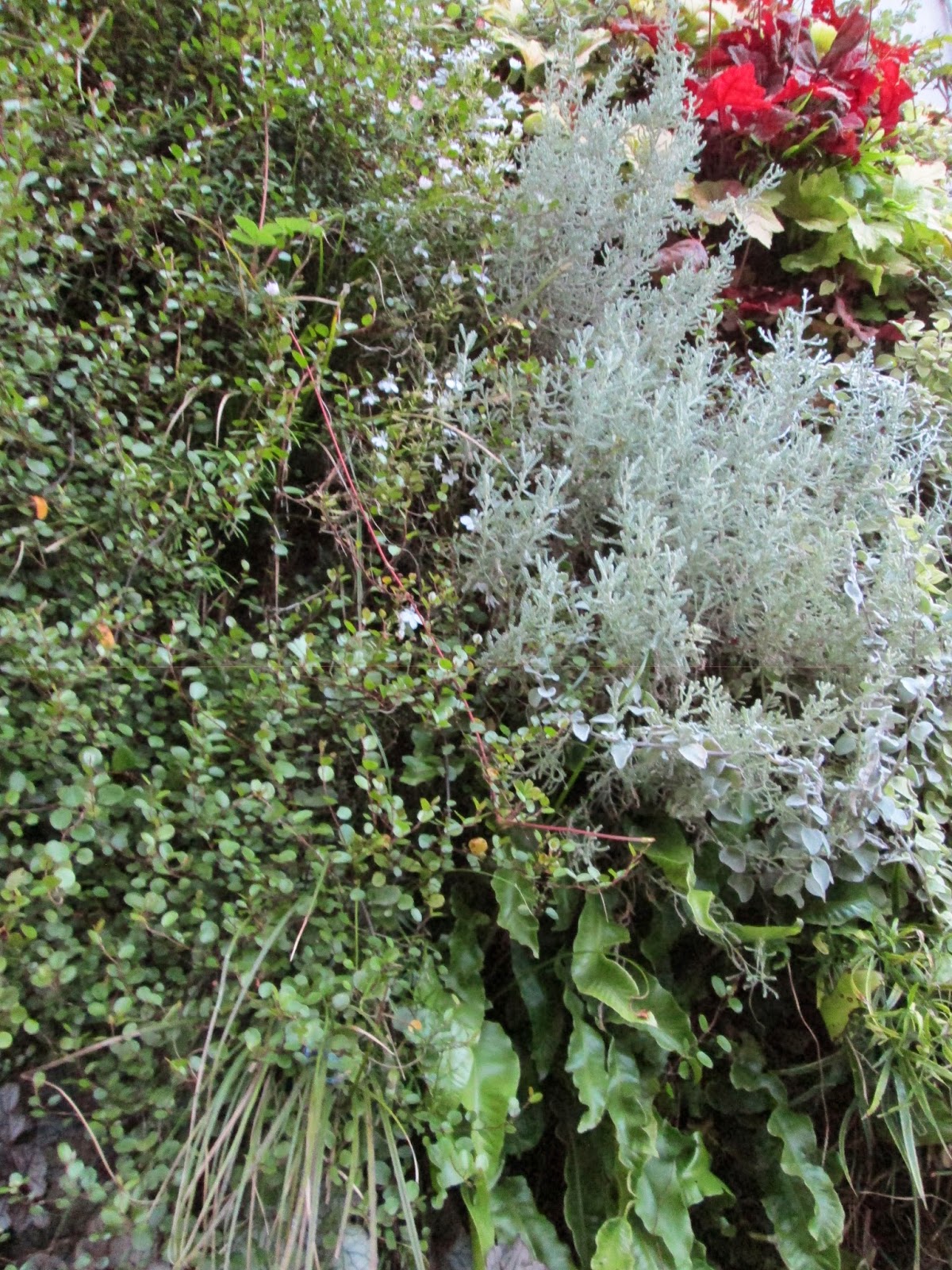 Wall Garden on a Tiny Shop