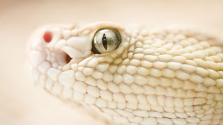 white cool Snakes HD Wallpapers 