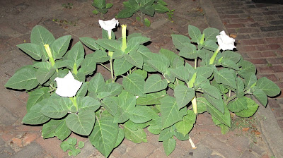 Moonflower, Datura inoxia