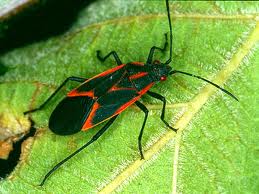 maple tree bugs ladybug arborists be patriotic plant a maple tree today maple tree bugs ladybug arborists be patriotic plant a maple tree today