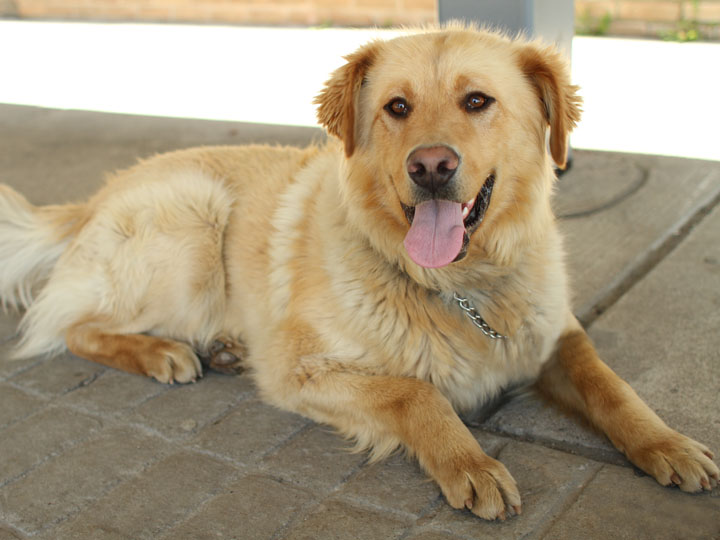 pitbull cross golden retriever pitbull labrador mix puppies breeds picture pitbull cross golden retriever pitbull labrador mix puppies breeds picture