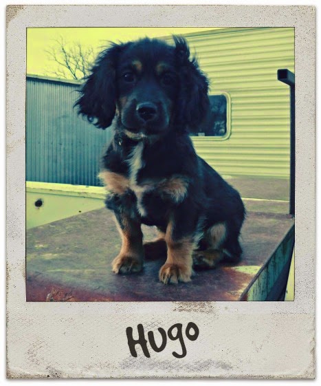 Hugo Puppy