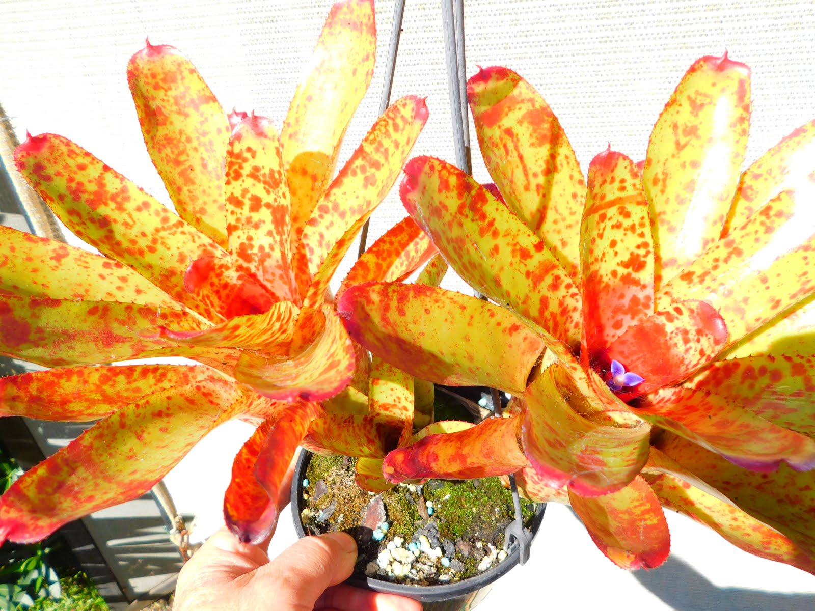 Neoregelia Mini...Hot Curry