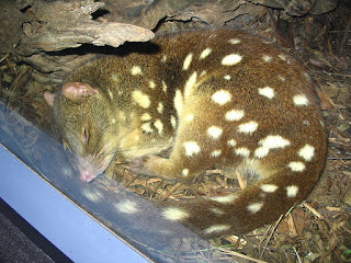 Spotted-tail quoll marsupial