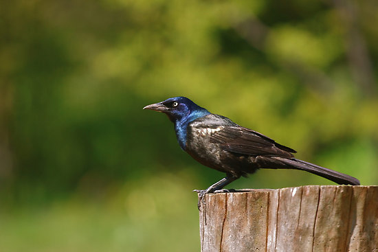 Male Common Grackle. common grackle male. Male Common Grackle.