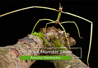 The Stick Monster Show