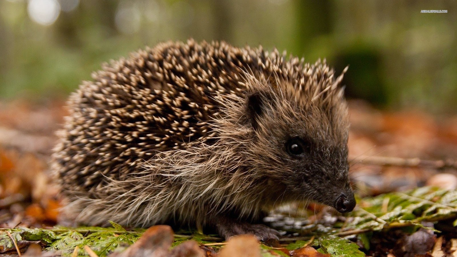 Brasil Hedgehog: Características e Curiosidades