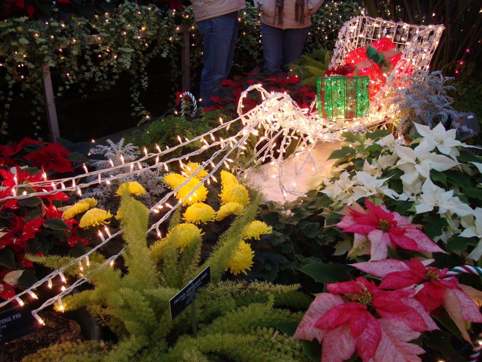 danger garden: Christmas in Spokane, WA…