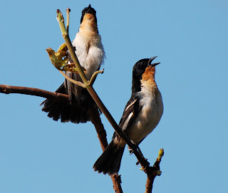 White-Rumped Tanager