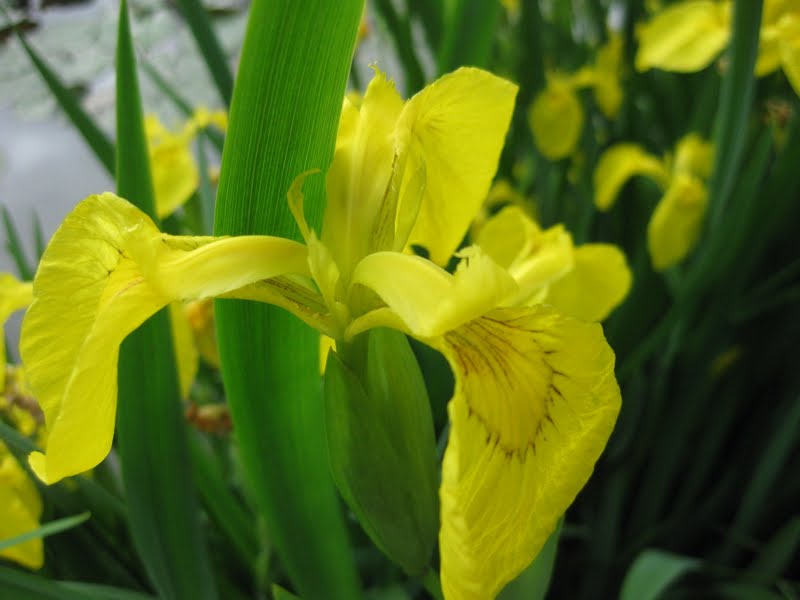 SJG bloom 2011 JUNE, p. 1 beyond azaleas enkianthus & Japanese iris